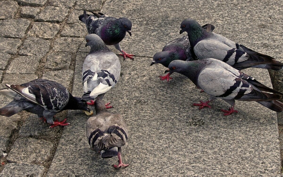Mehrere Tauben picken Futter auf der Straße Mehrere Tauben picken Futter auf der Straße